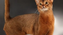 Deset najlepših pasem mačk